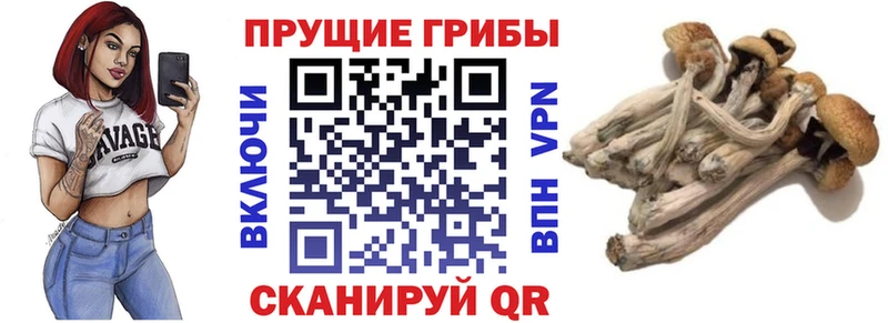 Псилоцибиновые грибы MAGIC MUSHROOMS  гидра сайт  Краснознаменск 
